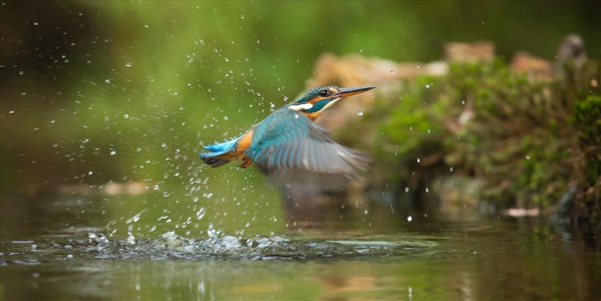 Na Slovensku sú ohrozené desiatky vodných útvarov, trpí tým celý ekosystém