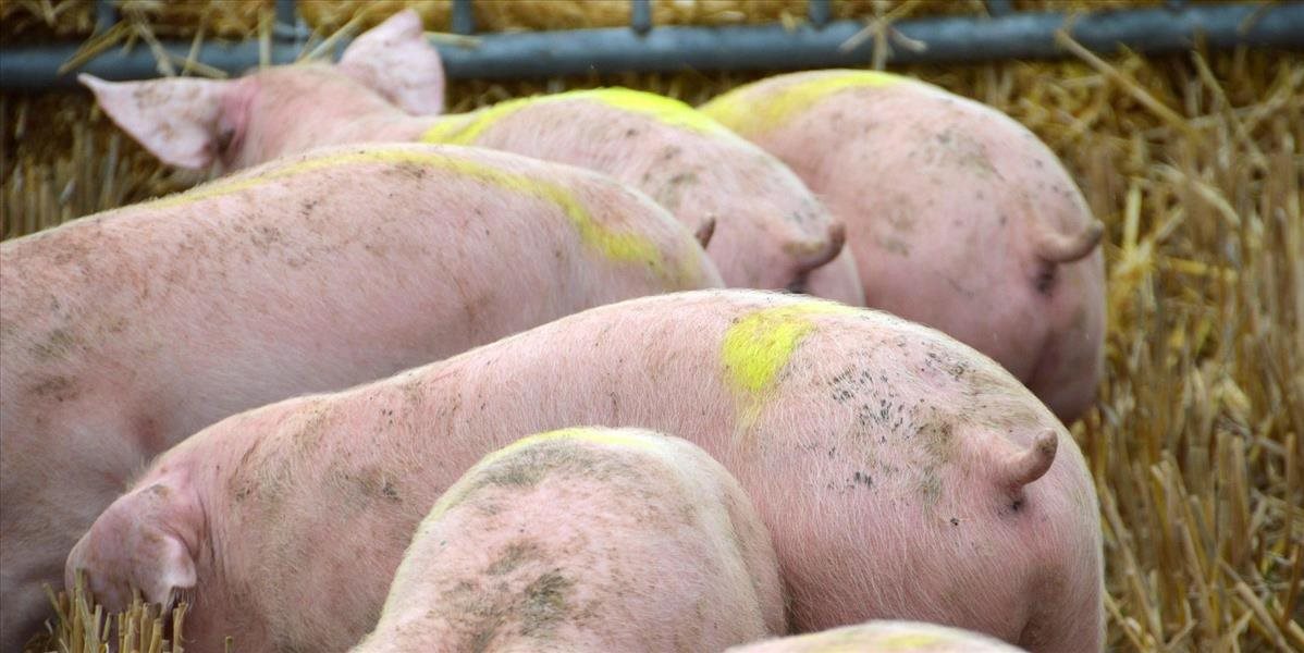 Nemeckí producenti bravčového mäsa budú rátať obrovské straty, pre africký mor ošípaných prišli o ázijský trh
