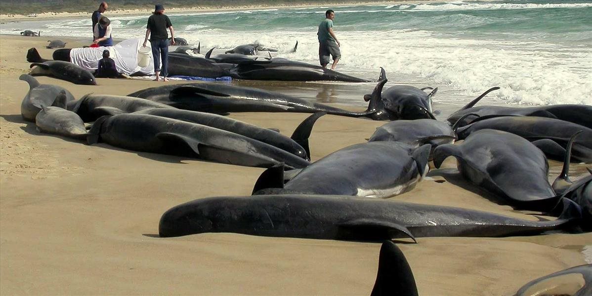 Aktualizované Na pobreží Tasmánie uviazlo takmer 300 veľrýb, tretina z nich už uhynula