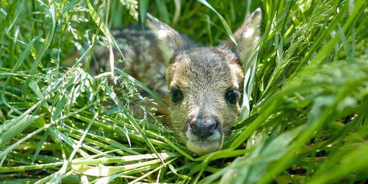 Čo urobili policajti po zrážke so srnkou?