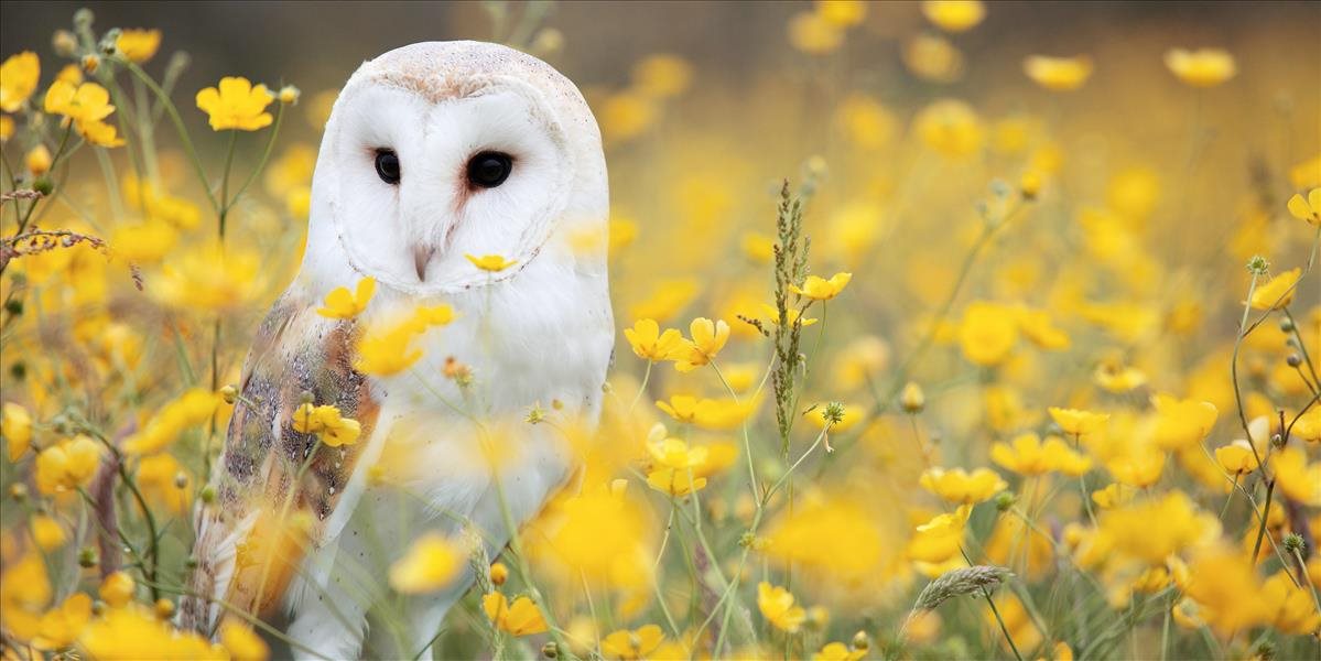 V tomto patrí Slovensko k úplne najlepším na svete