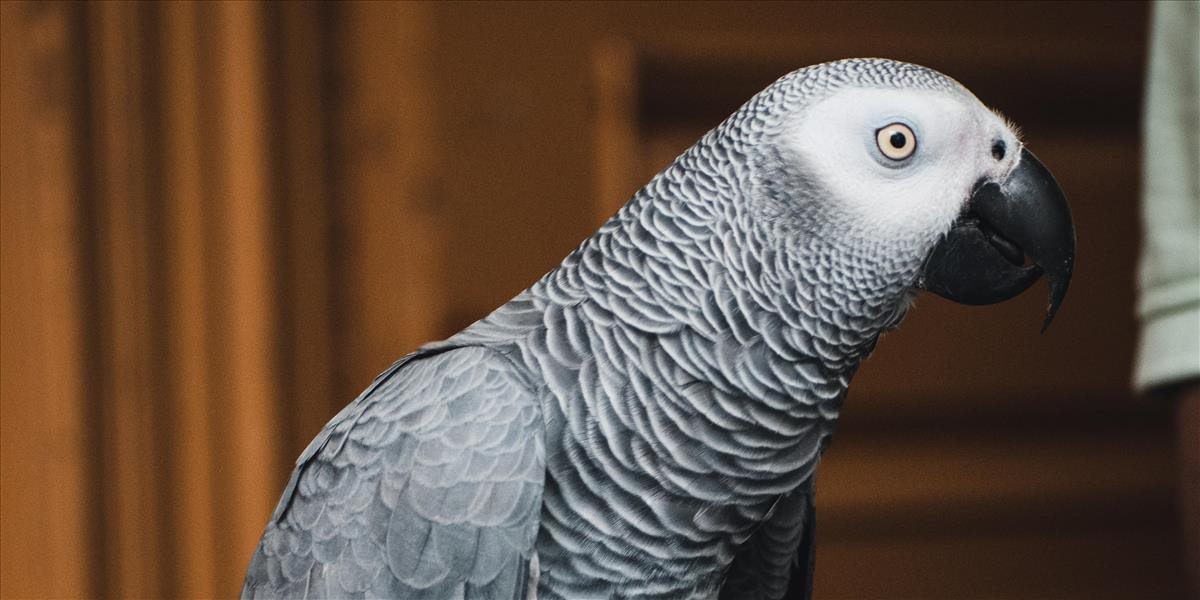 Pätica papagájov sprosto nadávala návštevníkom: Zoo ich musela pred ľuďmi schovať