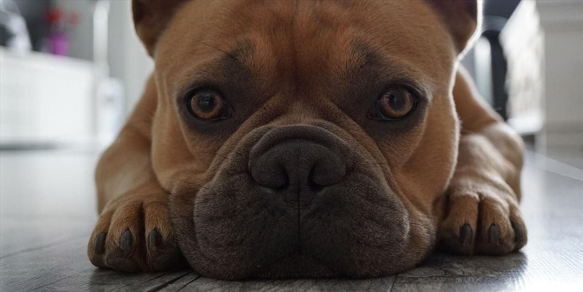Ľudský zásah do prírody: domáci miláčikovia umierajú na dokonalosť