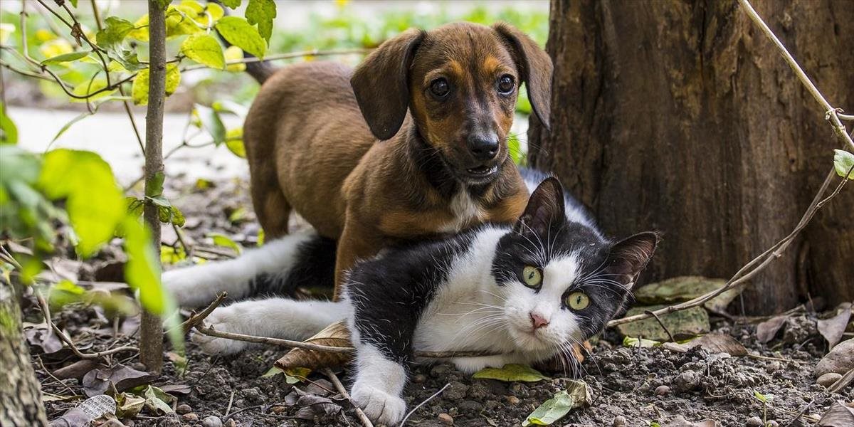 Mexičan vzal z útulku 300 zvierat, aby ich ukryl pred hurikánom