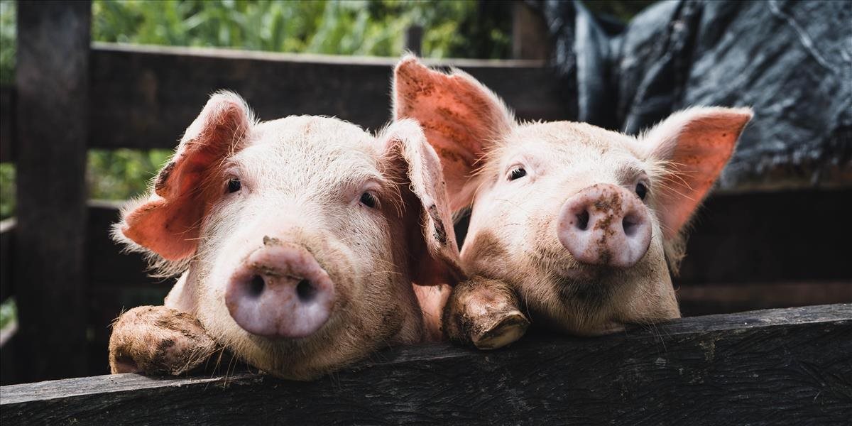 Koronavírus, ktorý napáda ošípané, sa môže preniesť aj na ľudí, varuje štúdia