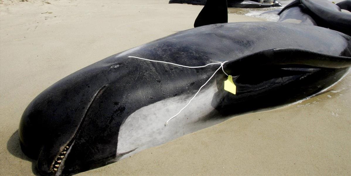 V plytkých vodách Nového Zélandu uviazli desiatky veľrýb, dobrovoľníci rozbehli rozsiahlu akciu na ich záchranu