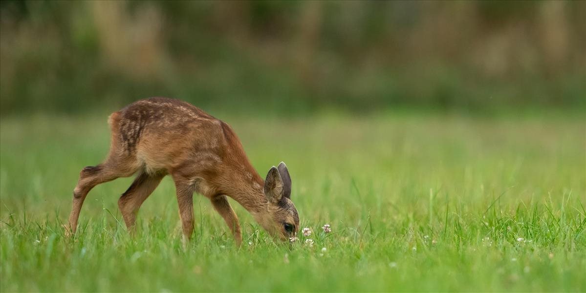 Hasiči a policajti ukázali, že im nie je ľahostajné životné prostredie