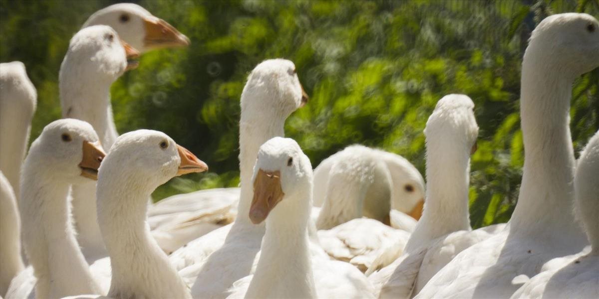 Nekonzumujte husacie a kačacie pečene Foie Gras, žiada ľudí Sloboda zvierat. Za touto potravinou sa skrýva hrozné utrpenie bezmocných zvierat