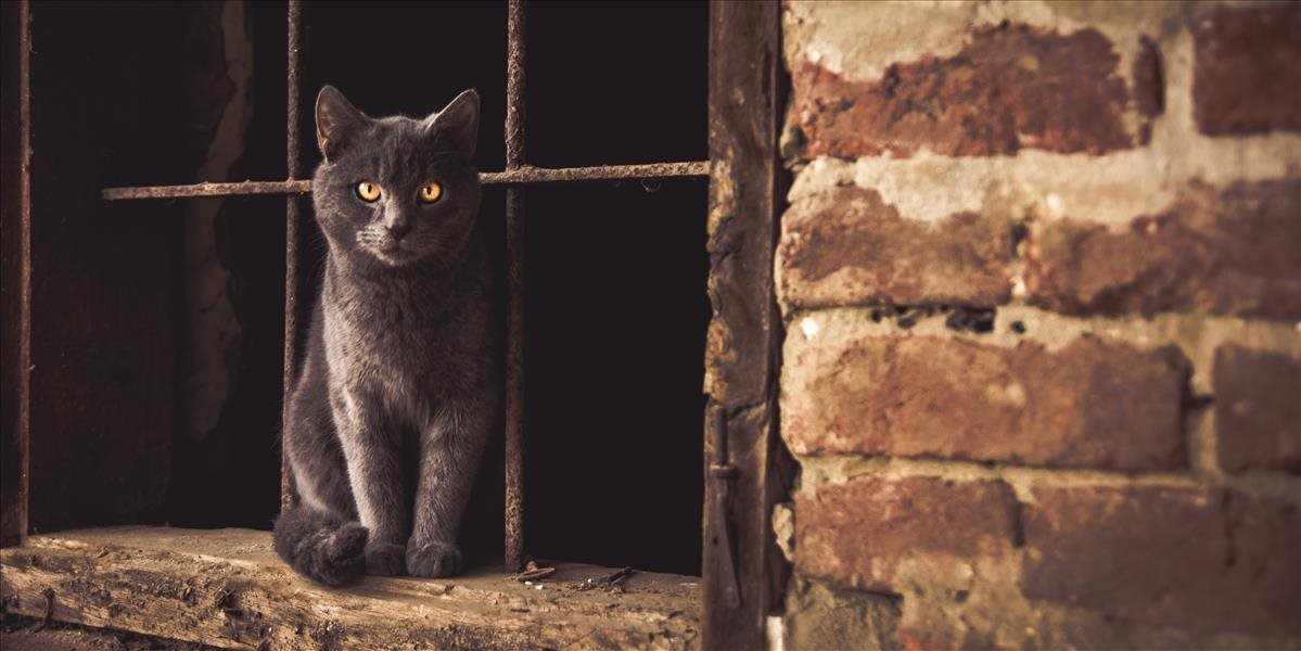 Z protestu si za starostu zvolili kocúra. Chceli tak zabezpečiť, že sa nezvýšia dane