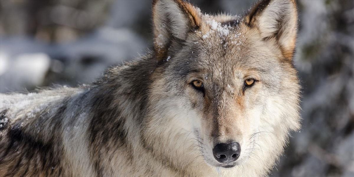 Mičovský kontruje Budajovi, nesúhlasí s jeho plánom o zákaze odstrelu vlkov