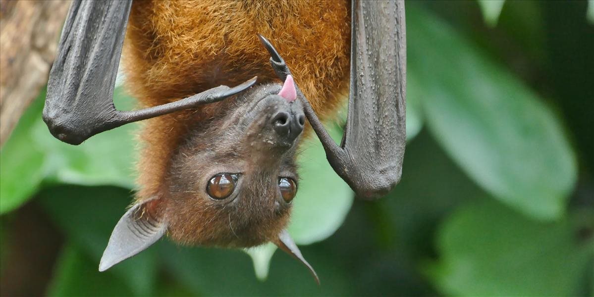 U netopierov žijúcich v Rusku vedci objavili koronavírus