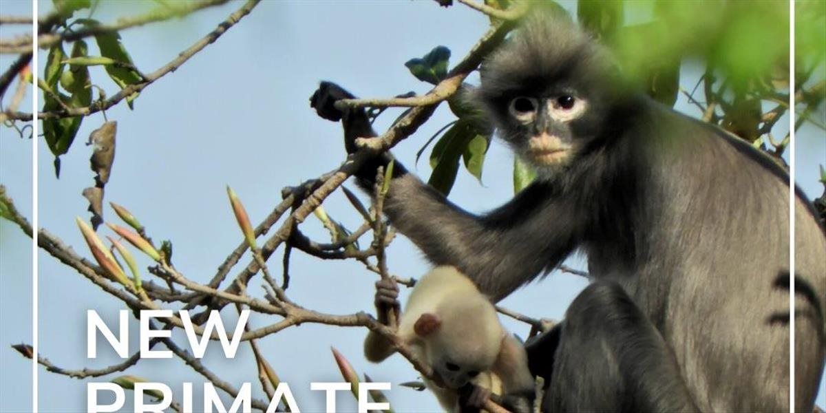 Novoobjavený primát už čelí vyhynutiu!