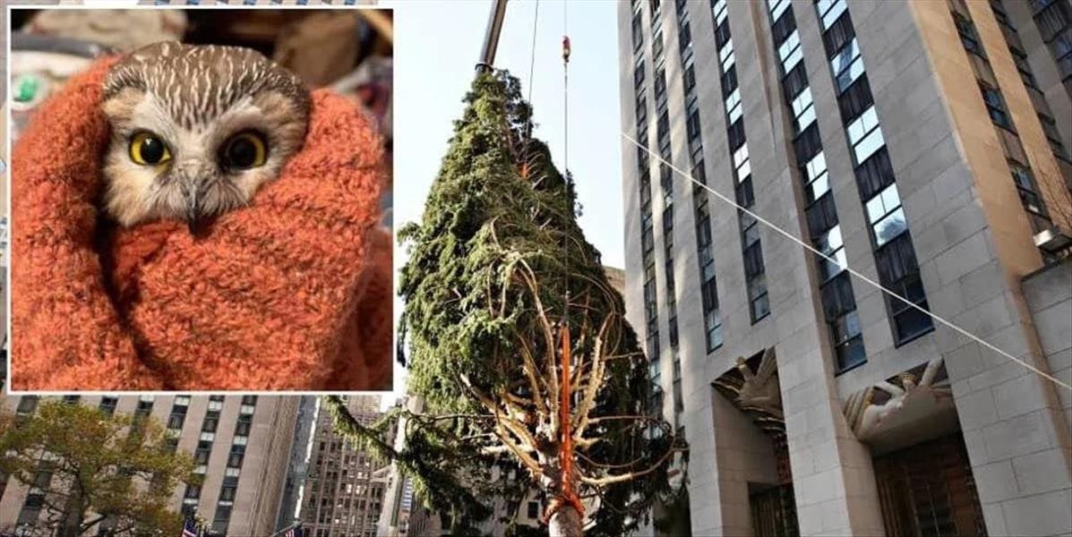 Malá sovička pricestovala na vianočnom stromčeku až do New Yorku, ten vyzeral ako na zákazku pre Addamsovu rodinu