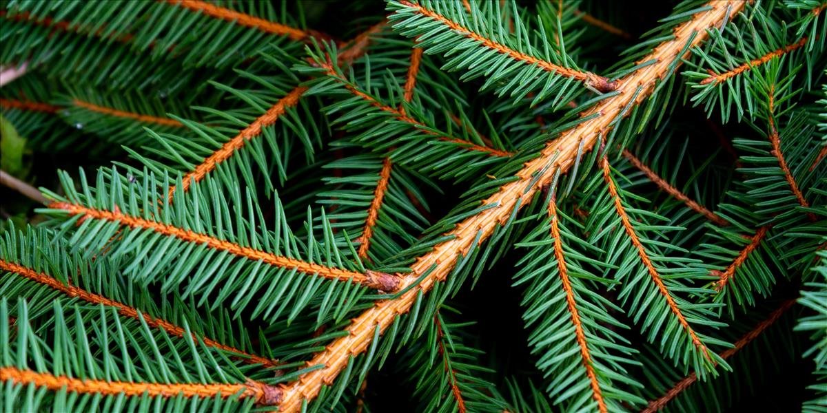 129 stromčekov obetovali pre radosť detí z vianočnej vône
