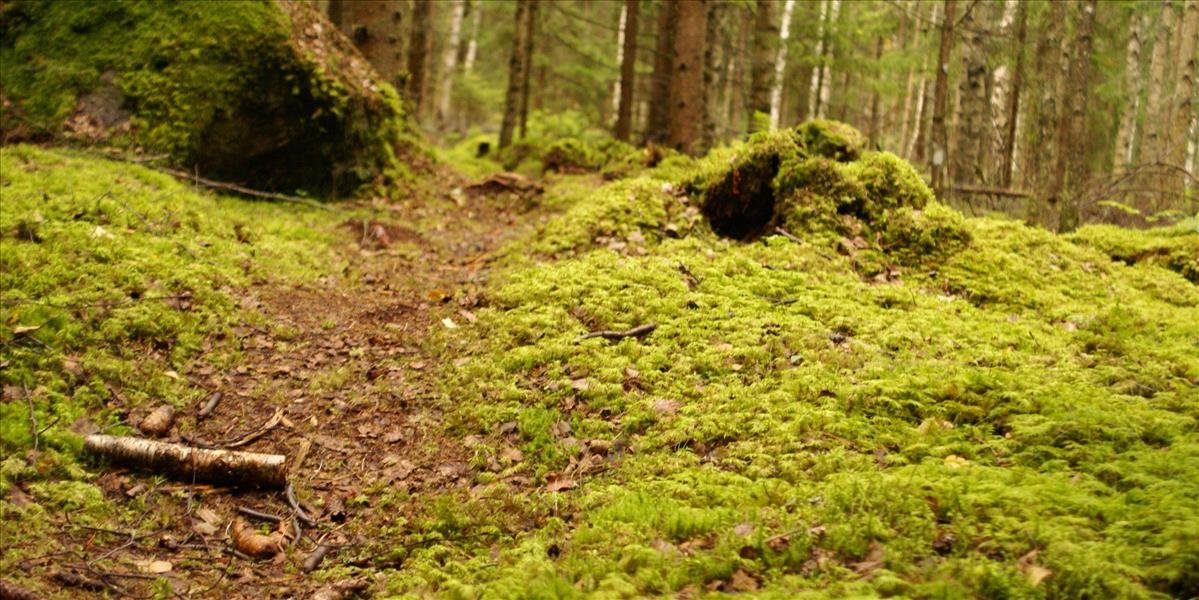 POZOR: Veronika Remišová šokovala počtom jedovatých miest. To číslo vás zamrazí