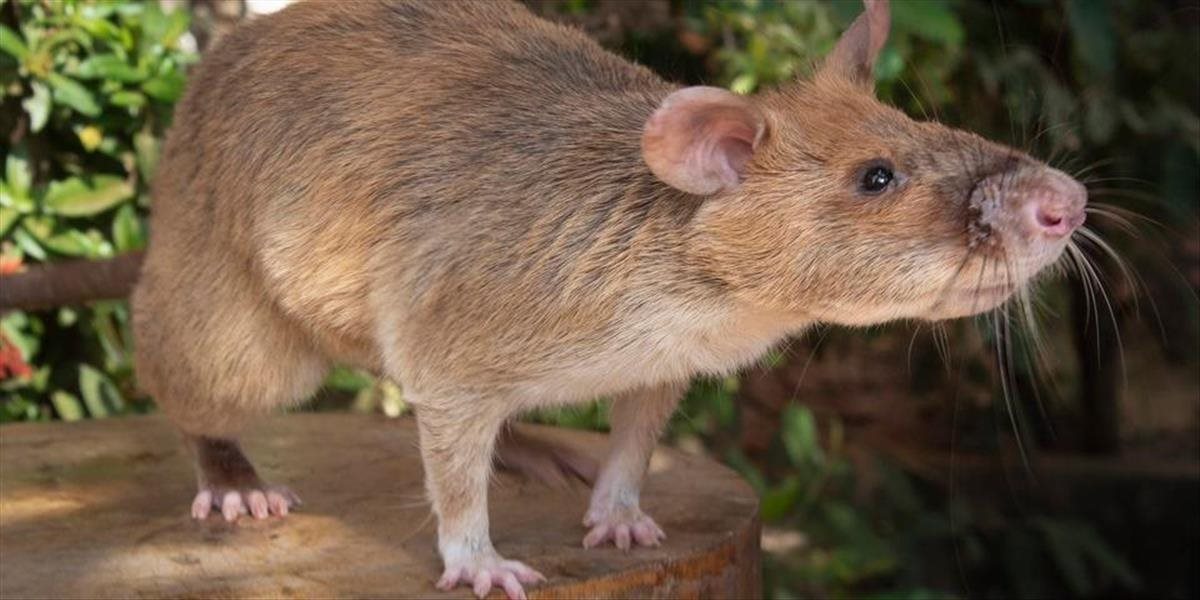Potkany, ktoré zachraňujú desiatky ľudských životov priamo na bojovom poli