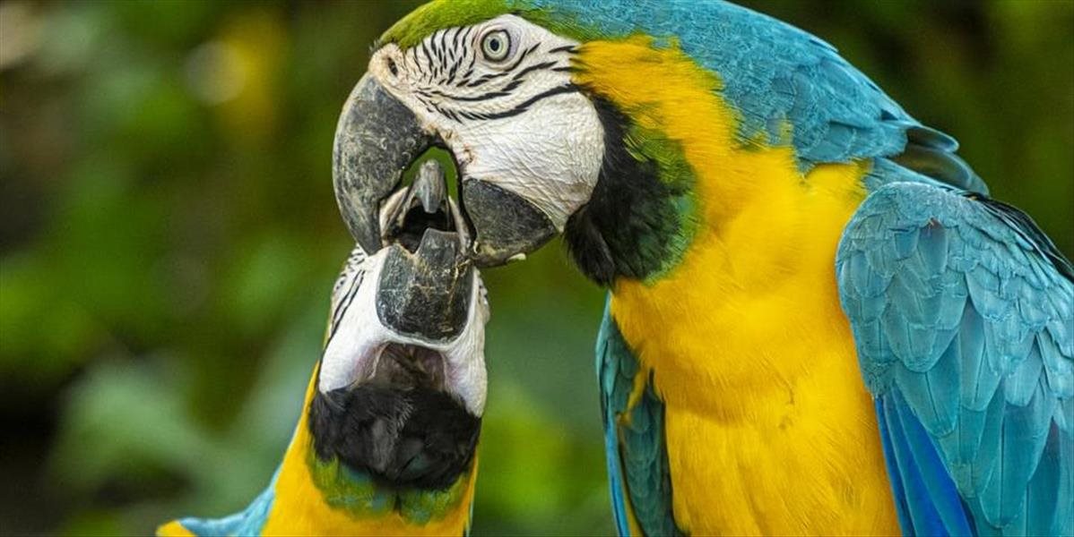 V ZOO museli z klietky odstrániť 5 vulgárnych papagájov