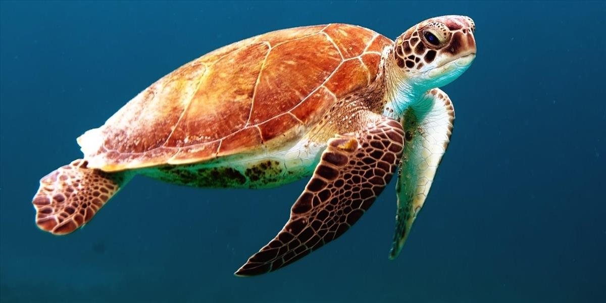 Objavili druh korytnačky, ktorá mala byť vyhynutá