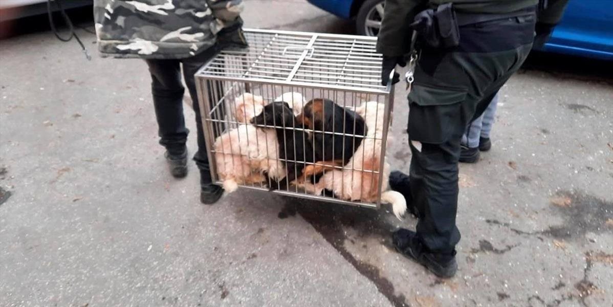 Hrôzostrašný a nehumánny prístup! Bratislavskí hasiči našli v jednom z bytov 25 psov, ktoré žili vo vlastných výkaloch!