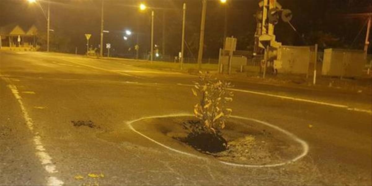 Jamu na ceste nikto neopravil, miestni do nej zasadili krík