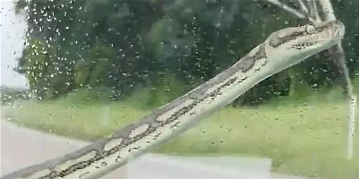 Po čelnom skle im liezol 3-metrový had, použili stierače aby ho odplašili a zožali za to kritiku