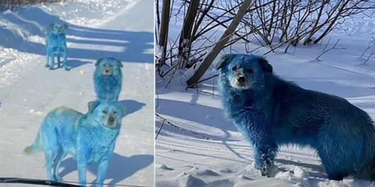 Existujú modré psy? V Rusku sa objavili psy s modrou srsťou, neskôr prišli aj zelené