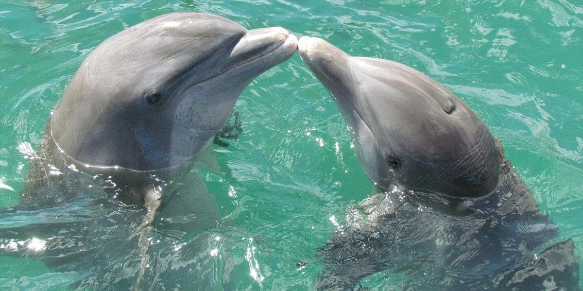 Ďalšia rana pre podmorský svet. Na pobreží Nového Zélandu umierajú delfíny