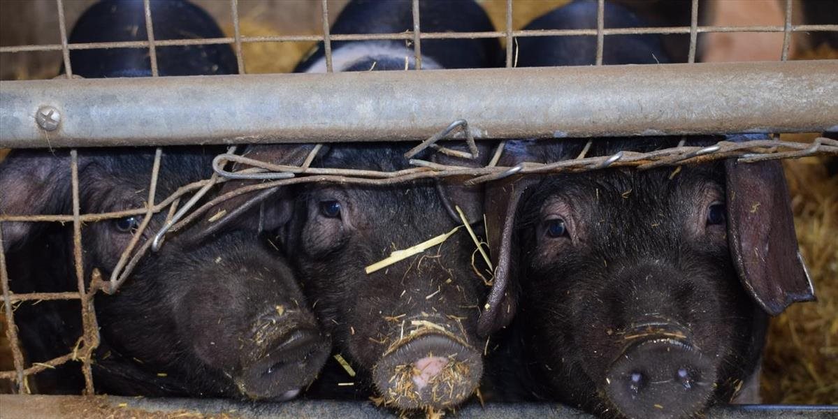 Na ukončenie klietkových chovov zvierat vyzvalo Európsku komisiu 140 vedcov