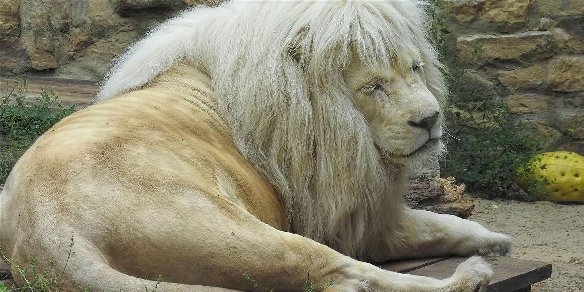 V Českej zoo sa koronavírusom nakazili aj levy a gorila