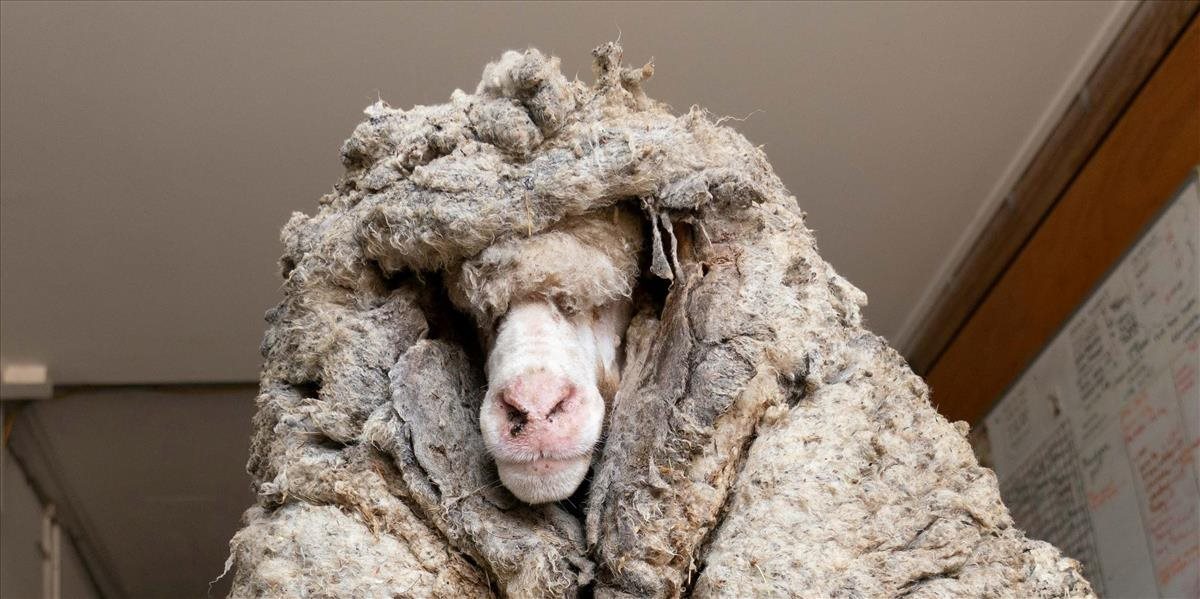 Austrálskym bušom sa 5 rokov túlala ovca. Jej vlna vážila 35 kilogramov