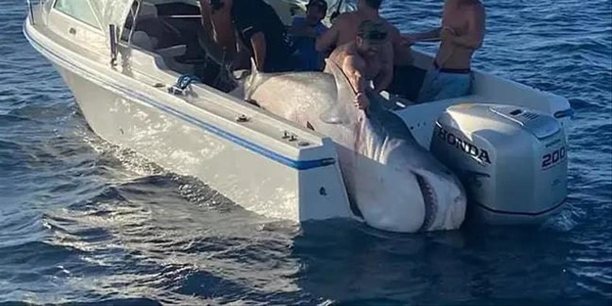 Rybári chytili žraloka tigrieho s hmotnosťou 394 kg