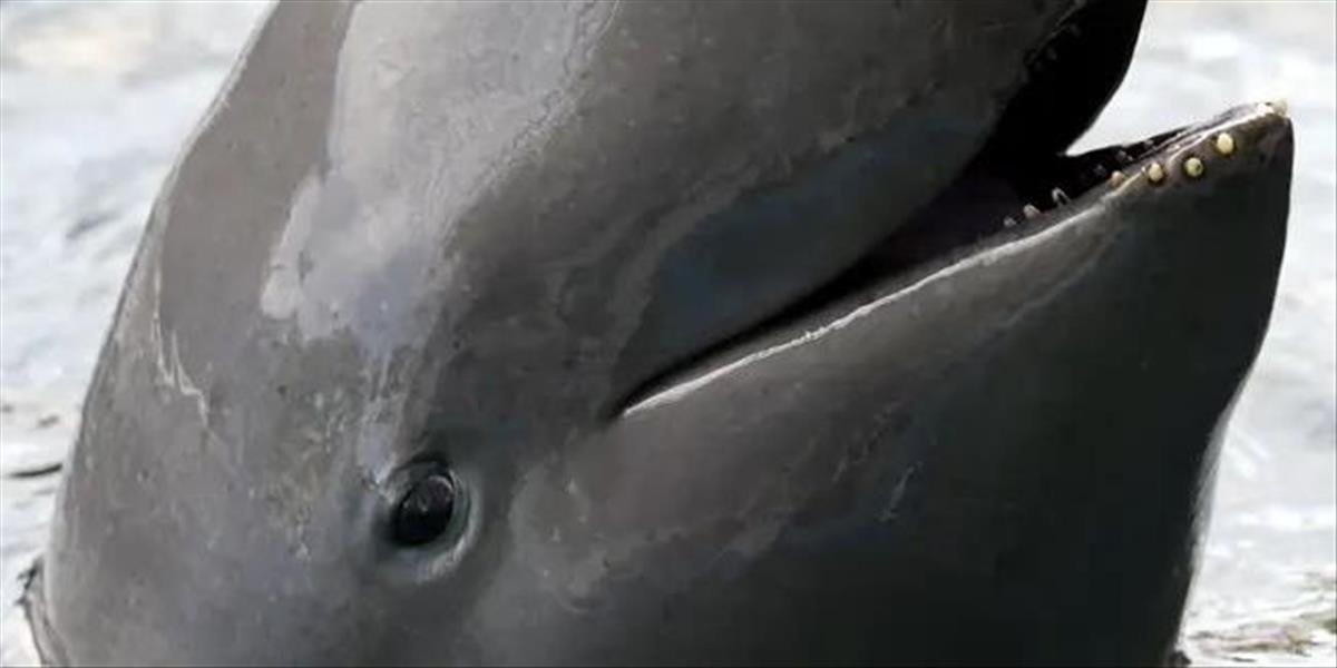 Ohrozený delfín tuponosý je najroztomilejšie zviera na svete!