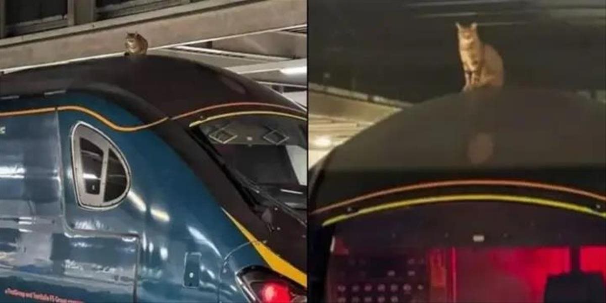 Mačka sa chcela odviezť na streche vlaku. Zachraňovali ju takmer tri hodiny