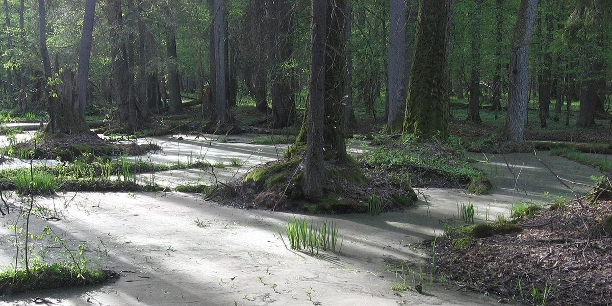 V najstaršom európskom pralese, ktorý je pamiatkou UNESCO, povolili ťažbu dreva!