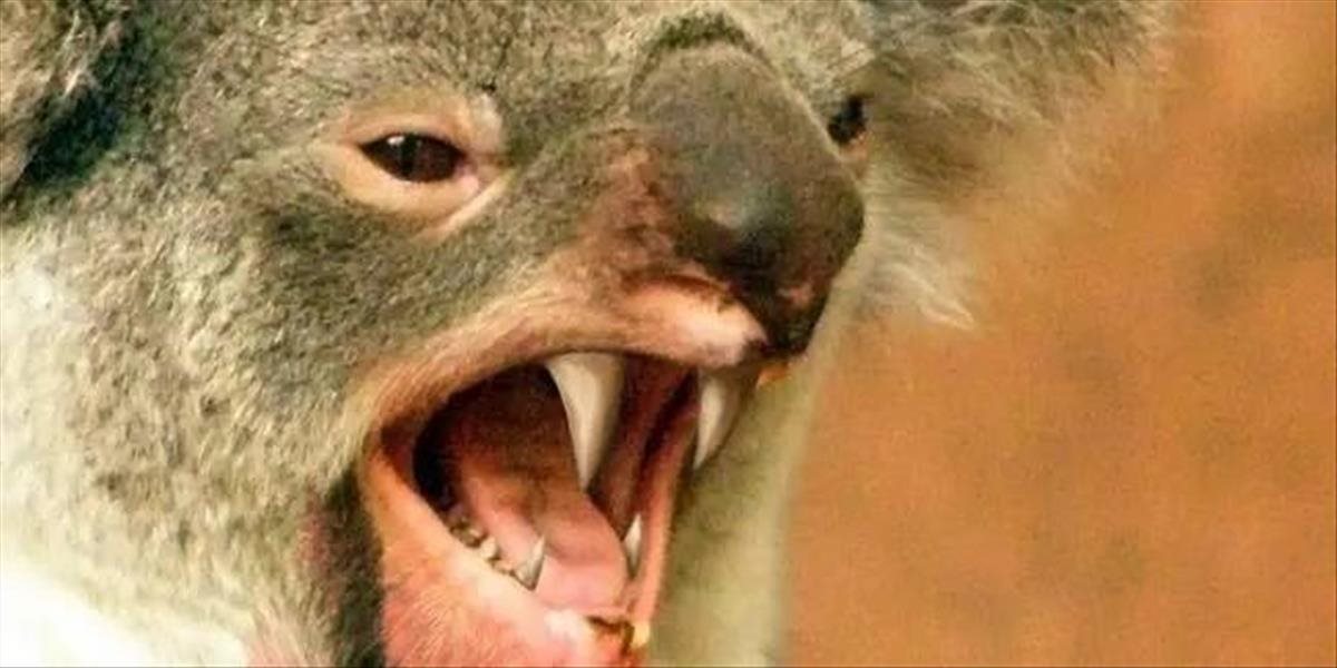 Žart s koalou, malým zúrivým predátorom