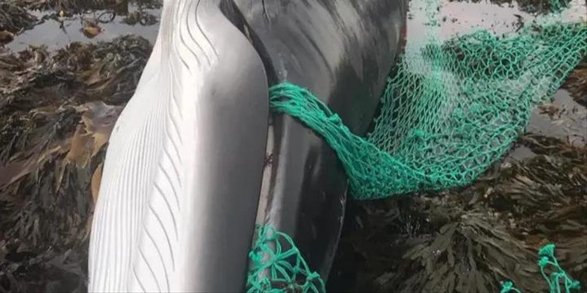 Tehotná veľryba zomrela po náhodnej konzumácii rybárskej siete