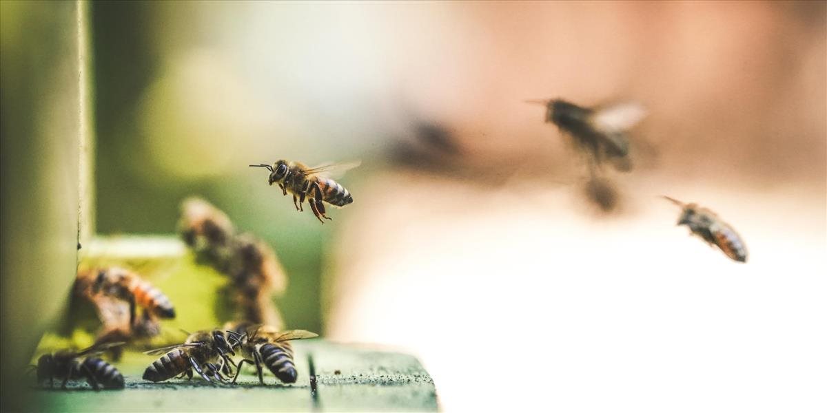 Vojenské lesy a majetky SR podporili včelárov v ich najťažšom období za uplynulých 30 rokov dotáciou