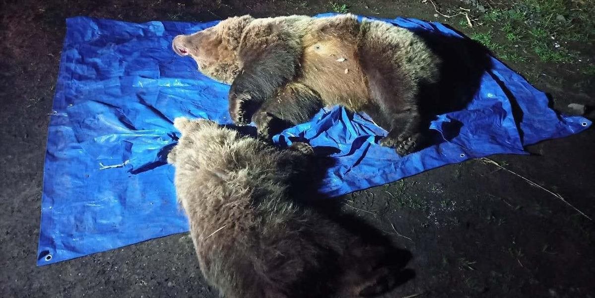 AKTUALIZOVANÉ: V Tatrách zastreli medvedicu s mláďaťom! Ďalšie tri utiekli od strachu do lesa, čaká ich rovnaký osud