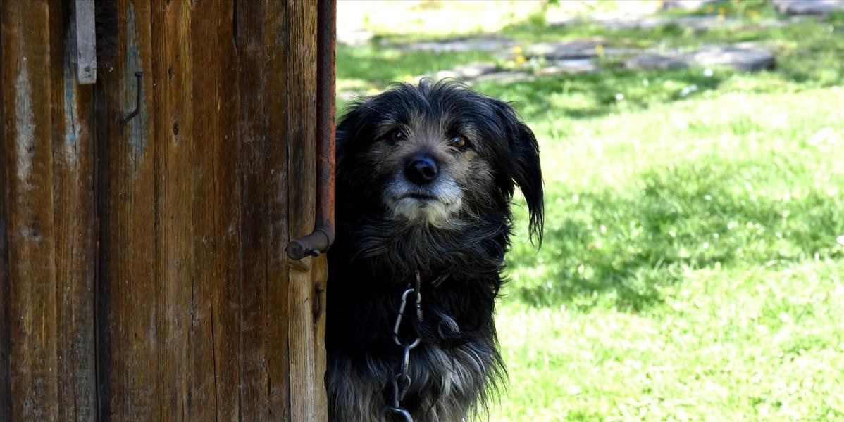 Do petície proti držaniu psov na reťaziach sa zapojilo takmer sto tisíc ľudí