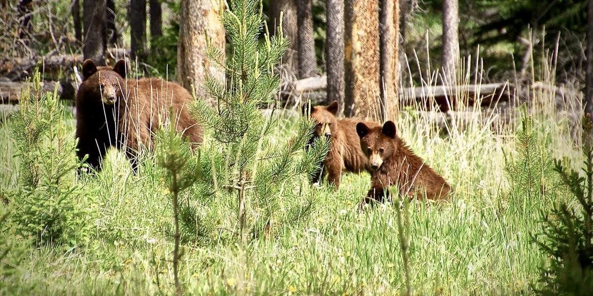 Štátne lesy TANAPu popreli, že by podali trestné oznámenie pre usmrtenie dvoch medveďov