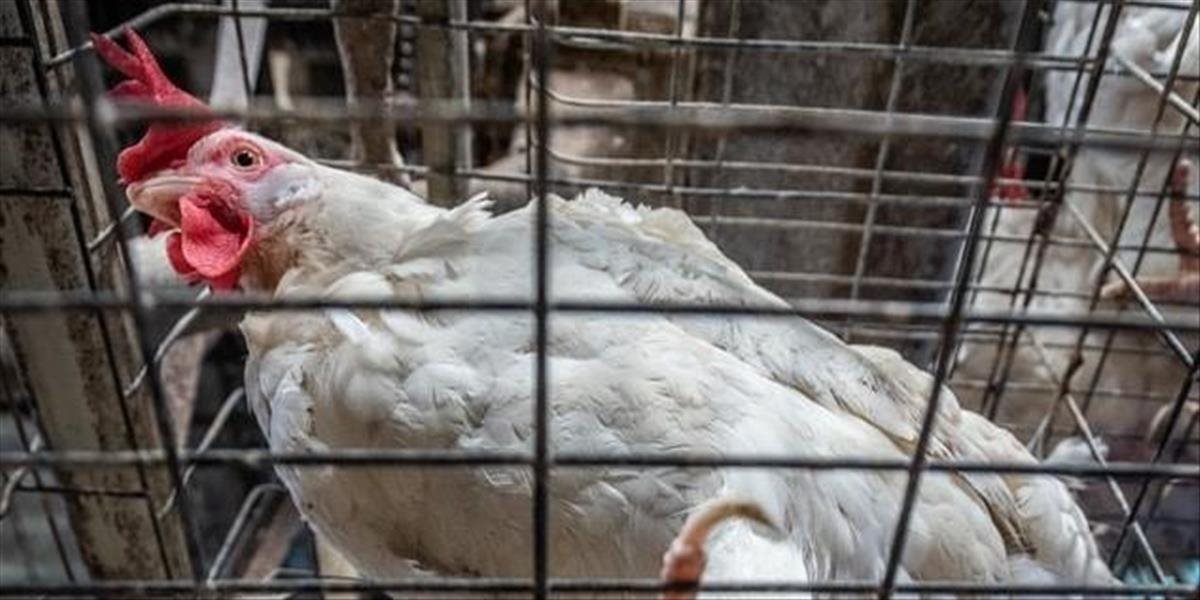 Ochranári zvierat vyzvali podpredsedu Európskej komisie na podporu zákazu klietkového chovu