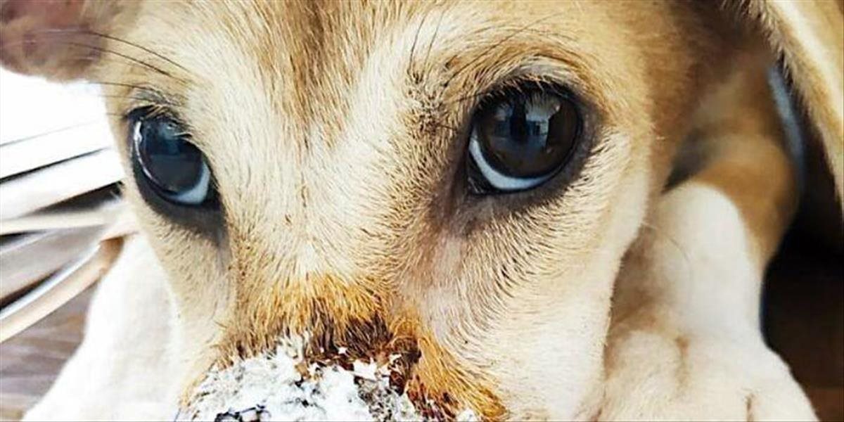 Mo je najstatočnejší psík na svete, utiekla z nelegálnej farmy na Bali a našla si nový domov