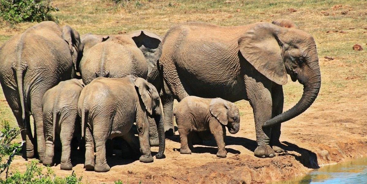 Tragédia v Indii! Blesk pravdepodobne zabil stádo 18 slonov, vrátane mláďat