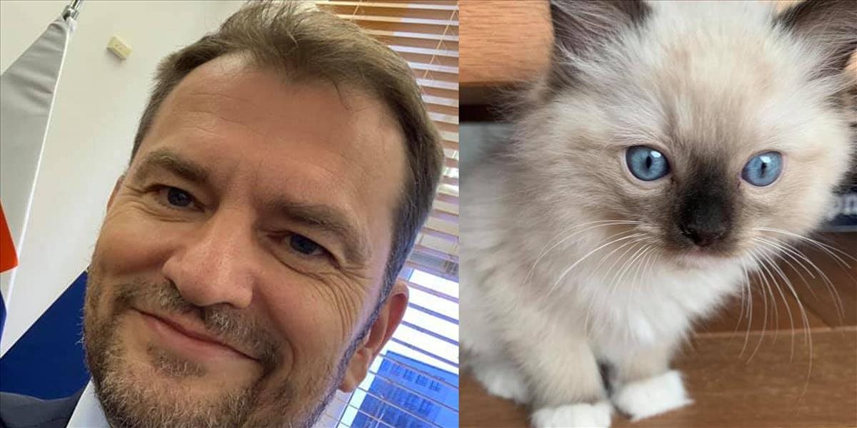 Matovič si ráno umyl vlasy šampónom pre mačiaka. Pochválil sa na Facebooku