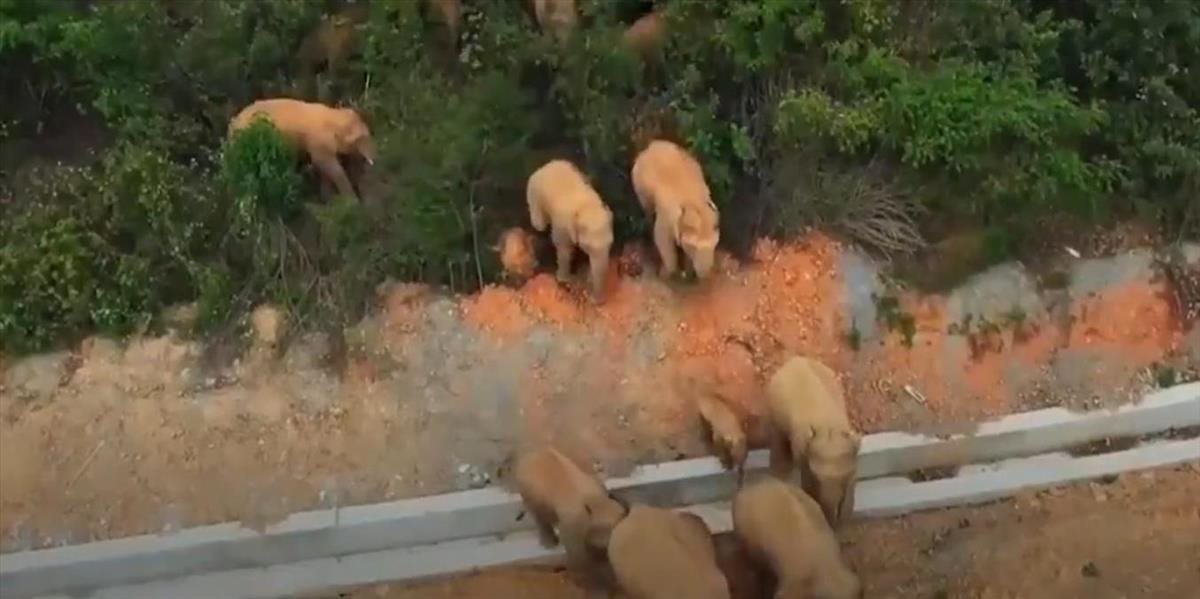 Čínske úrady sa snažia zabrániť stádu divých slonov vojsť do obývaných oblastí