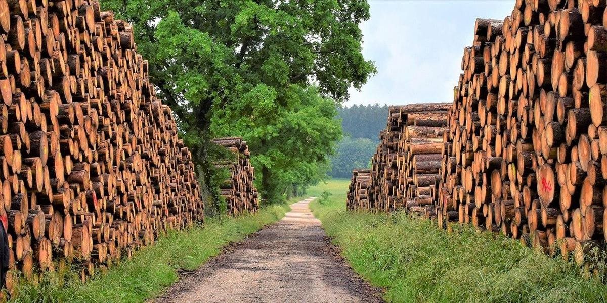 Reforma envirorezortu počíta s ukončením masívneho výrubu dreva v našich lesoch