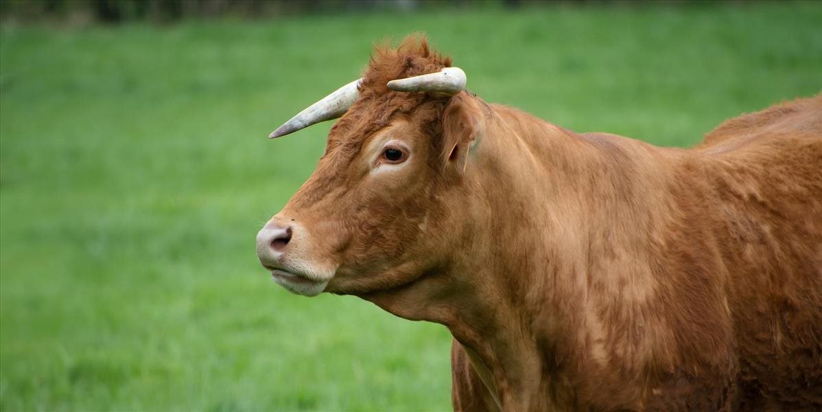 AKTUALIZÁCIA: Výstraha! V Senci ušiel býk z chovu!