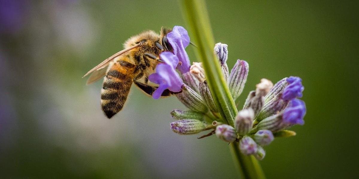 Slovenské včelárstvo môže utrpieť obrovskú ranu. V úľoch sa rozšíril mor