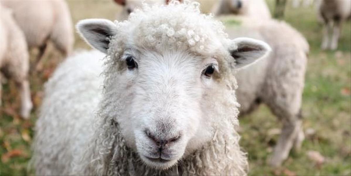 Vždy je lepšie byť ovcou ako capom