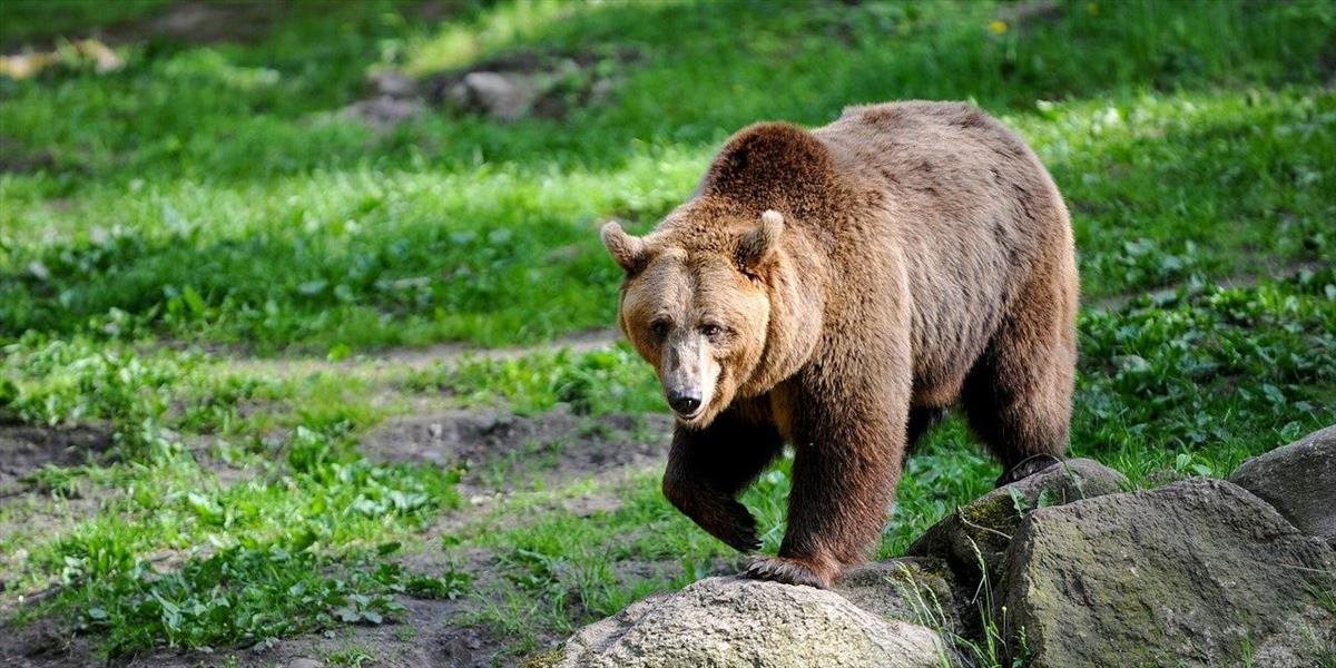 Envirorezort čaká na výsledky vyšetrovania, či medveď usmrtil penzistu. Poľovníci si už medlia pušky